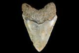 Fossil Megalodon Tooth - North Carolina #147541-2